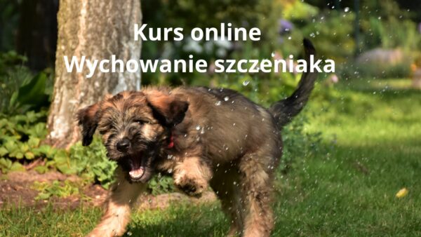 Kurs Online Wychowanie Szczeniaka.